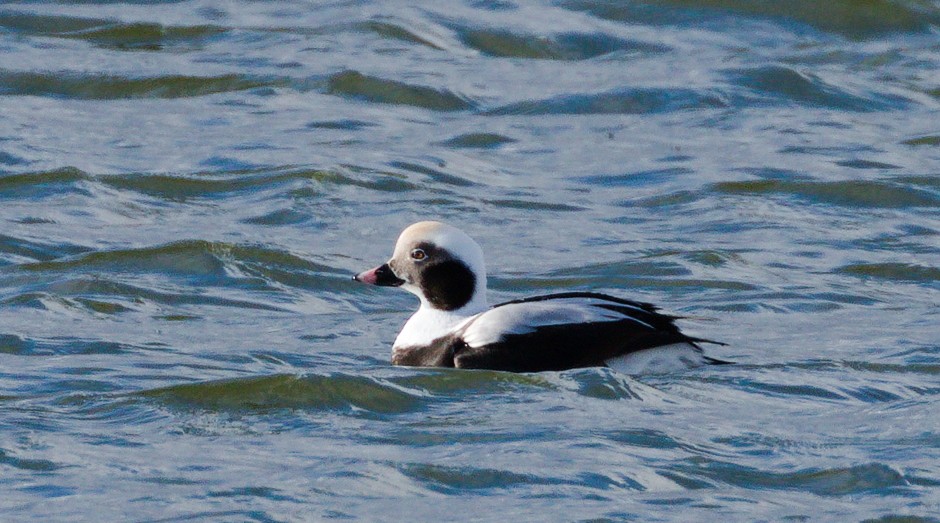 Long-tailed Duck - ML500932081
