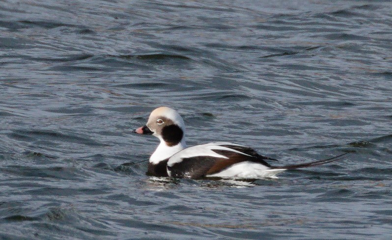 Long-tailed Duck - ML500932091