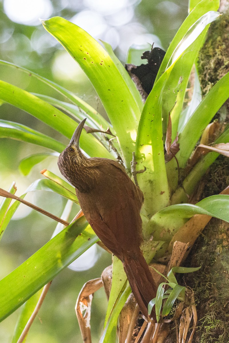 Strong-billed Woodcreeper - ML50093211