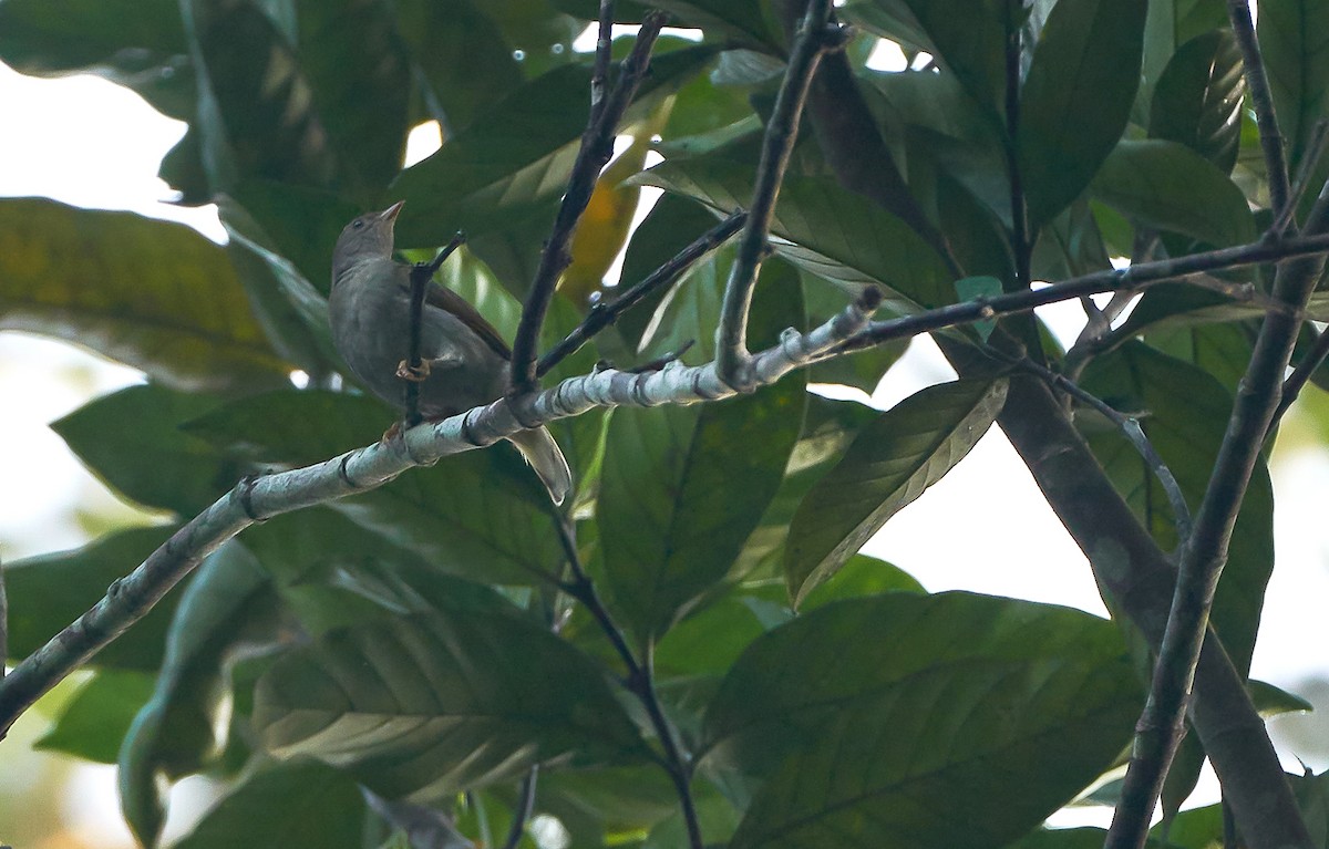 Yellow-footed Honeyguide - ML500932841