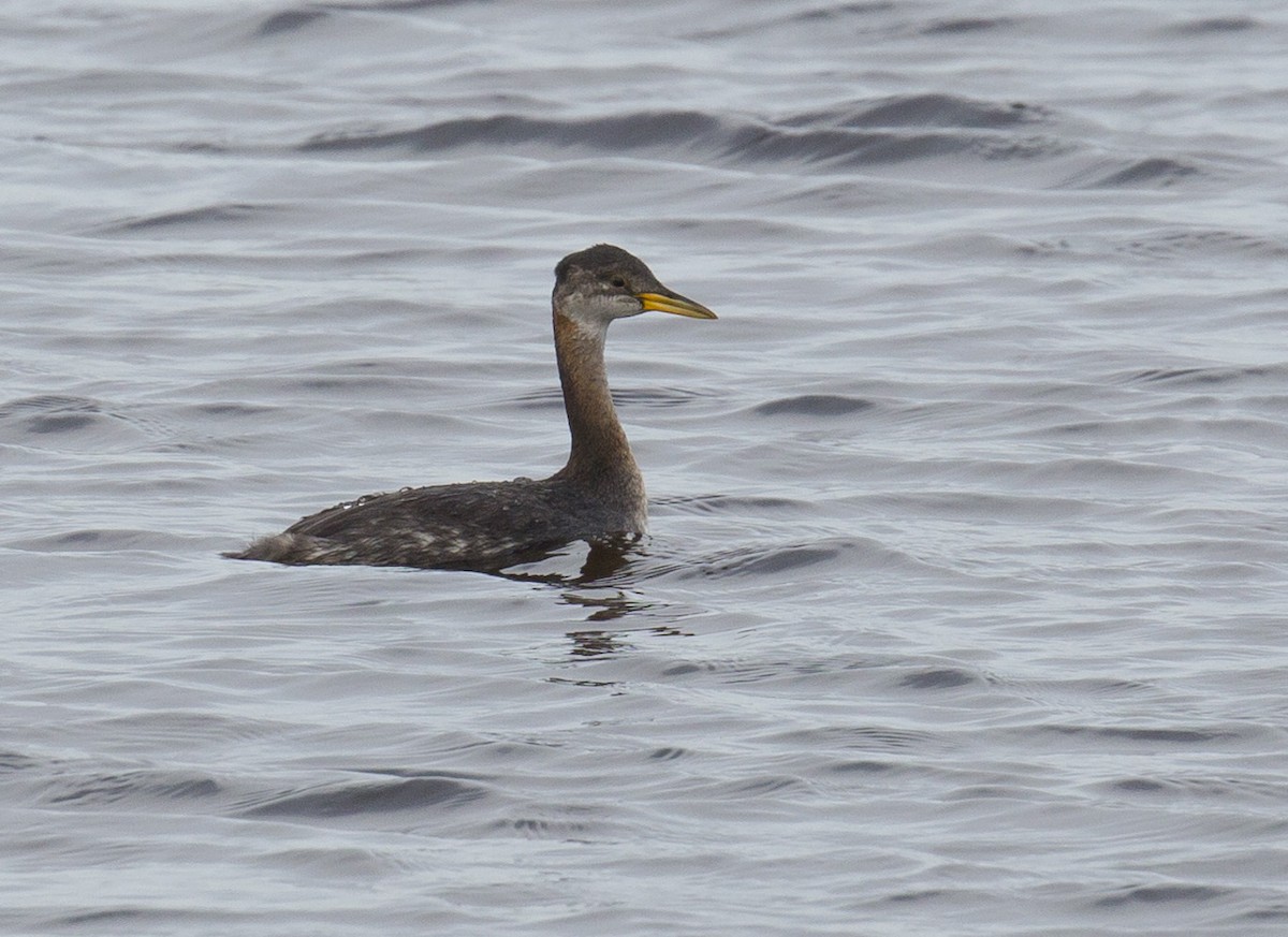 Red-necked Grebe - ML500939321