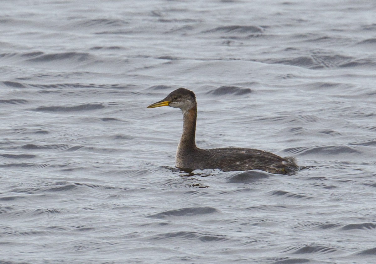 Red-necked Grebe - ML500939341
