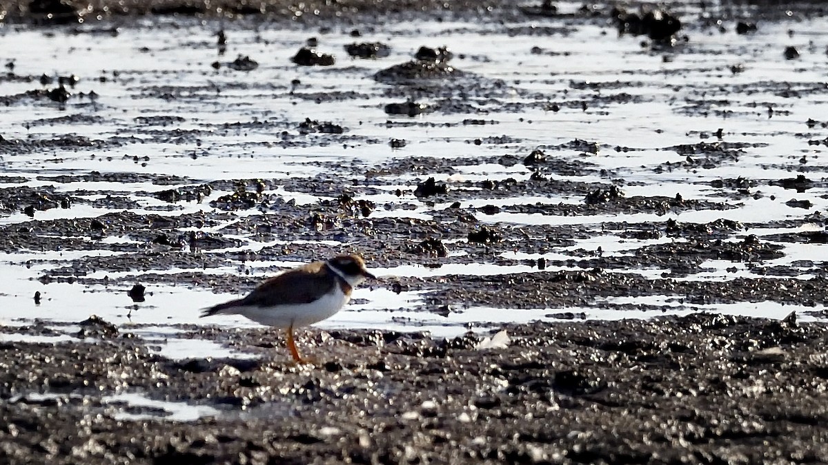 Semipalmated Plover - ML500939541