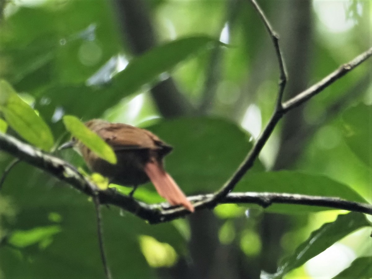 Fawn-throated Foliage-gleaner (Mexican) - ML500940401