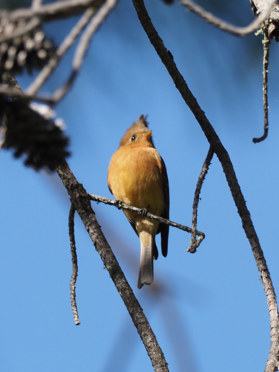 Tufted Flycatcher (Mexican) - ML500941321