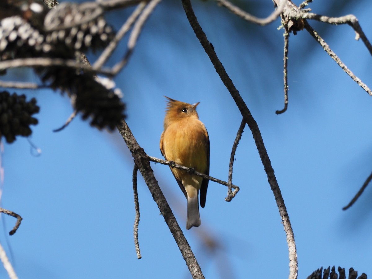 Tufted Flycatcher (Mexican) - ML500941331