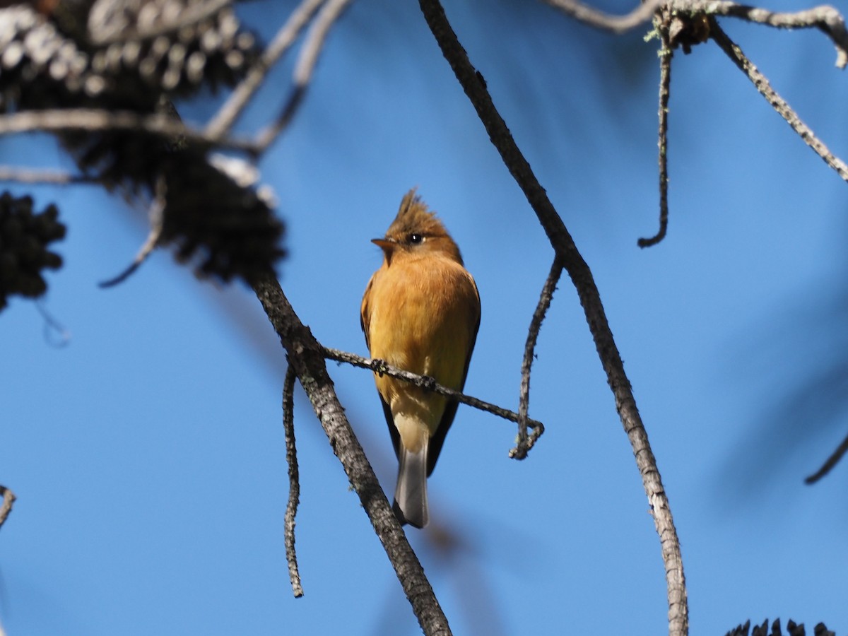 Tufted Flycatcher (Mexican) - ML500941351