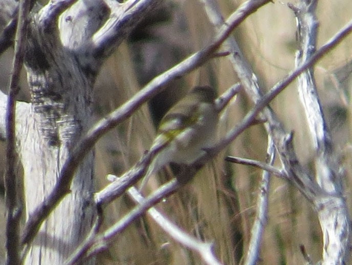 Lawrence's Goldfinch - ML500943311