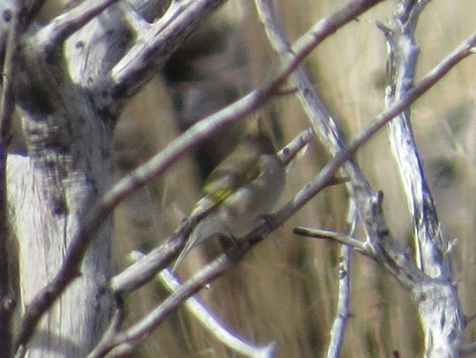 Lawrence's Goldfinch - ML500943321