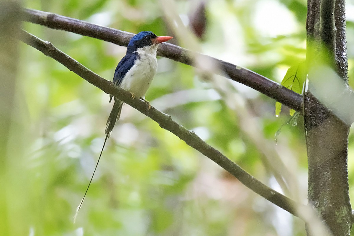 Little Paradise-Kingfisher - Daniel López-Velasco | Ornis Birding Expeditions