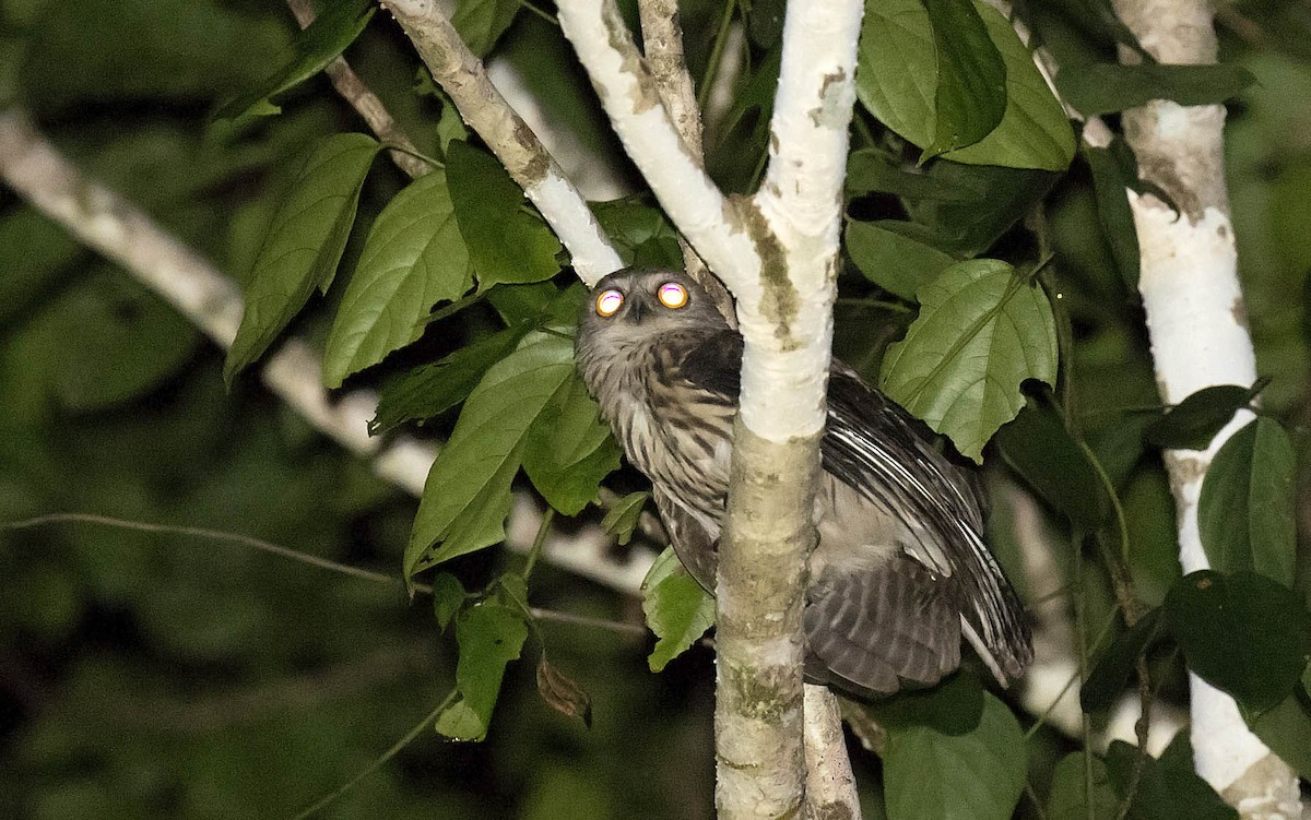 Papuan Owl - ML500948651