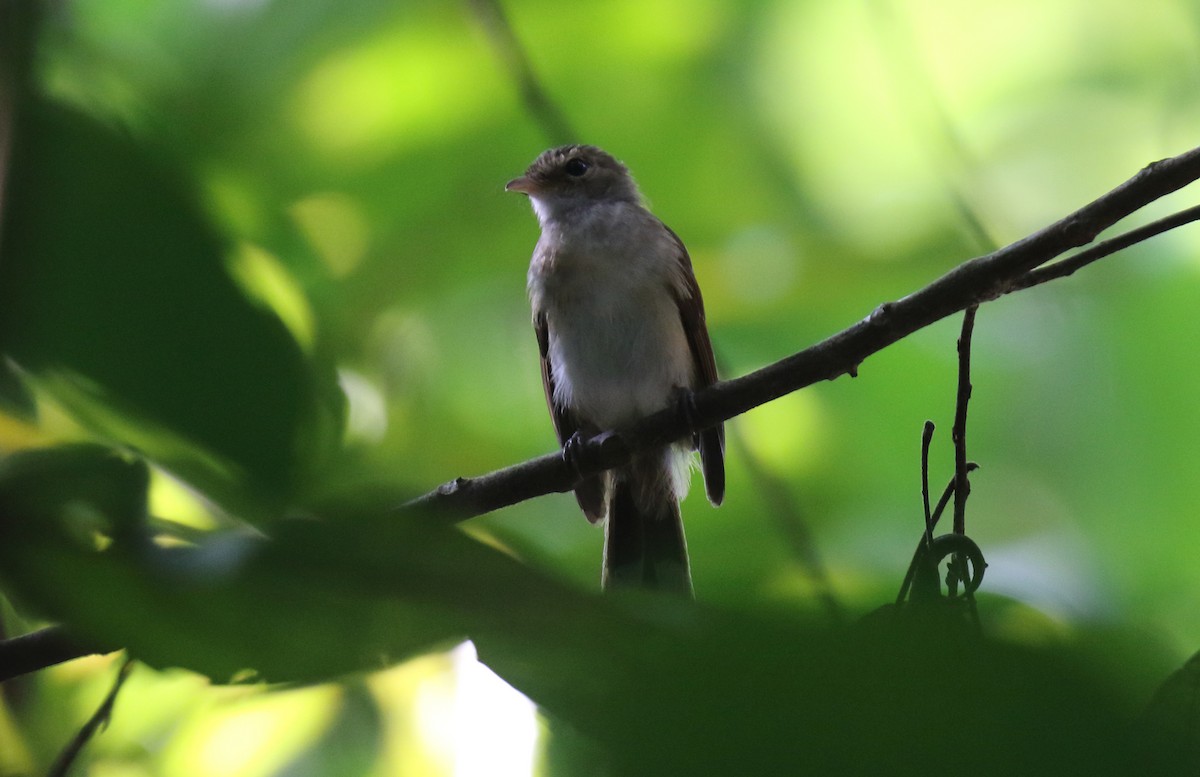 Rufous-backed Fantail - ML500950601