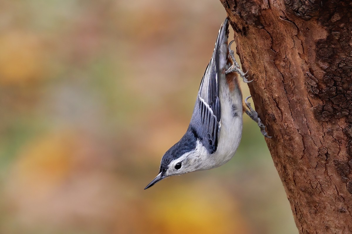 White-breasted Nuthatch (Eastern) - ML500952221