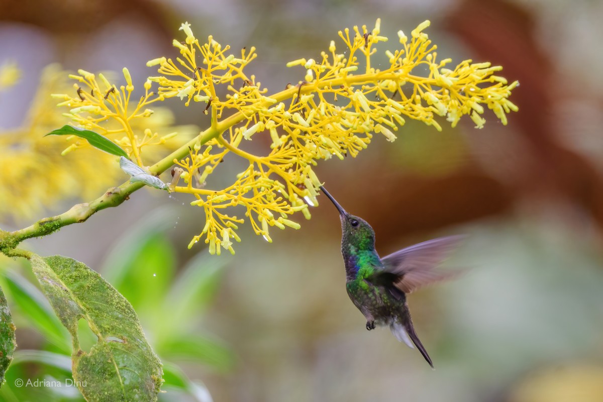 Purple-chested Hummingbird - Adriana Dinu