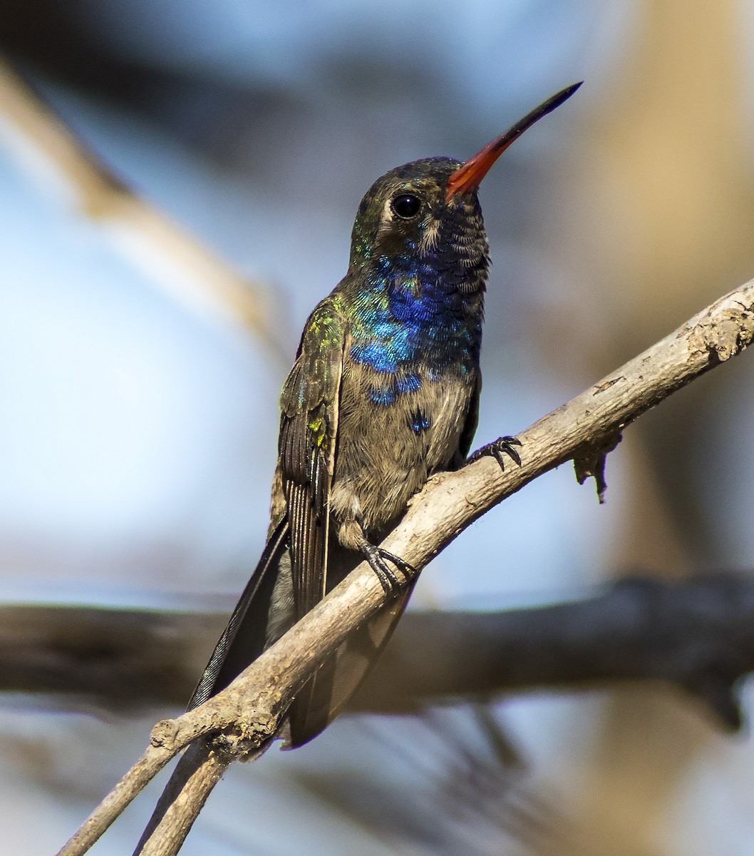 Turquoise-crowned Hummingbird - Brad Singer