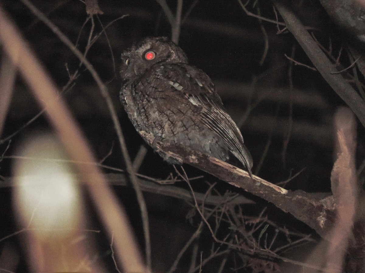 Montane Forest Screech-Owl - Nazareno Yunes Del Carlo