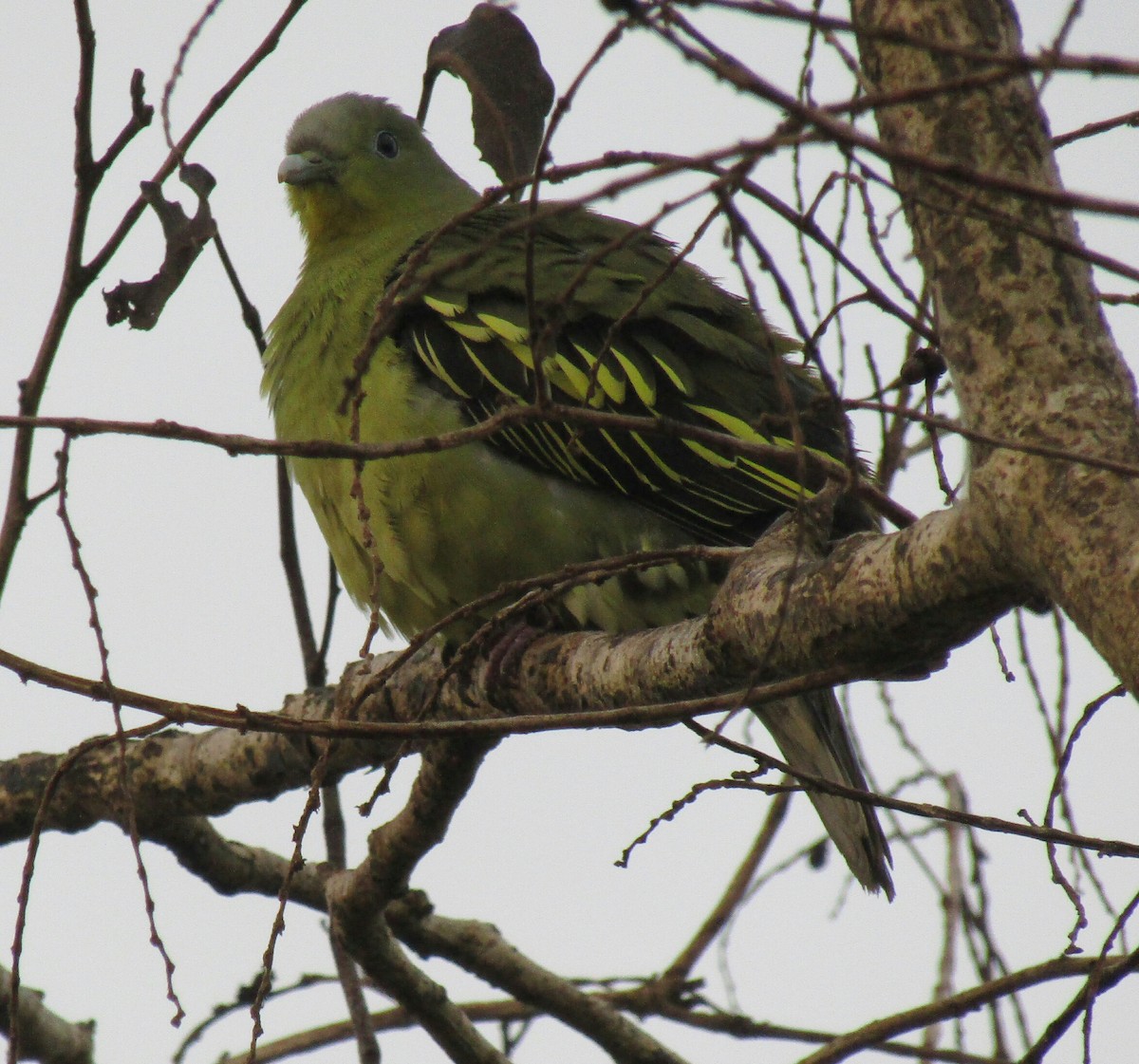 Gray-fronted Green-Pigeon - Raju Kidoor