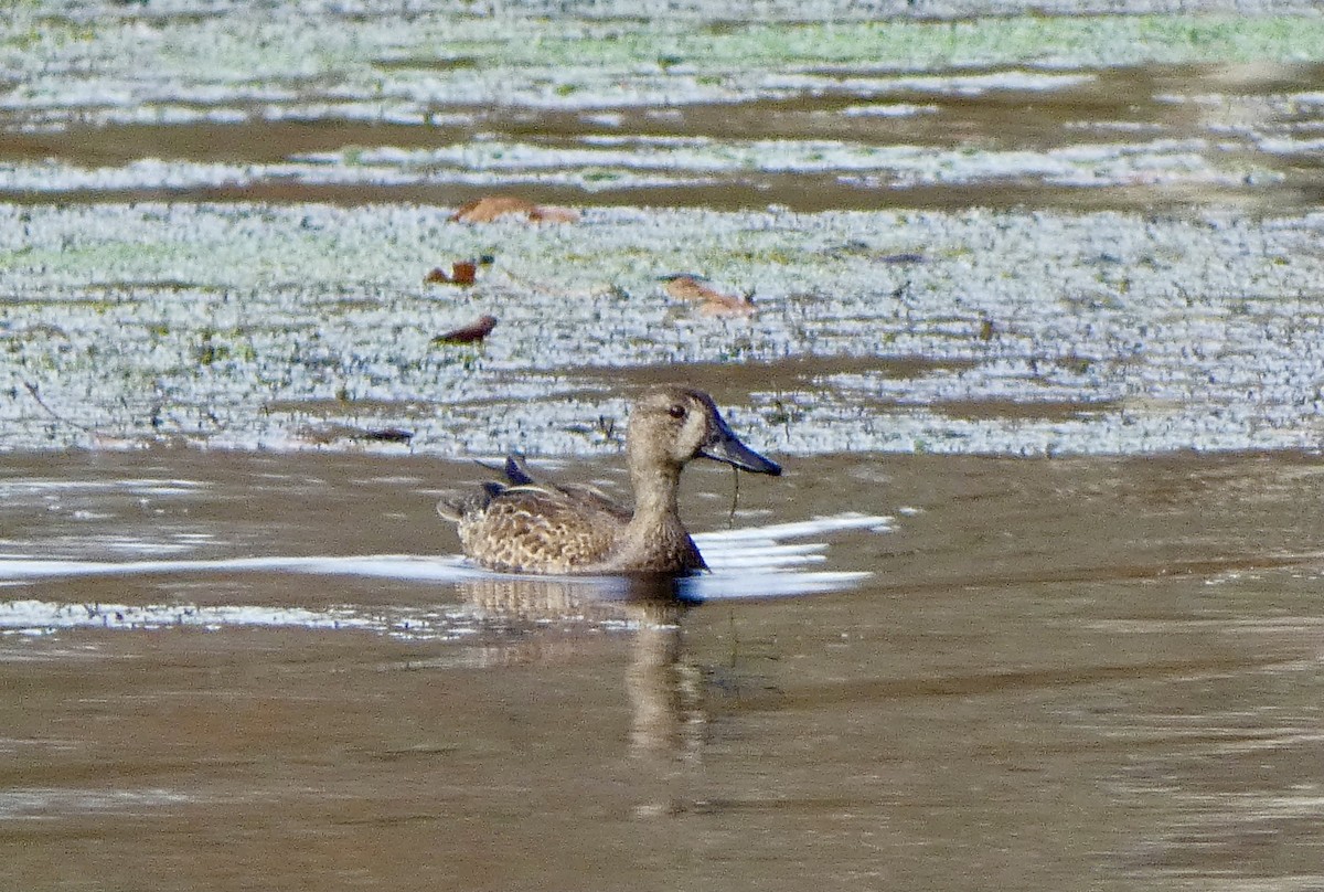Blue-winged Teal - ML500968221