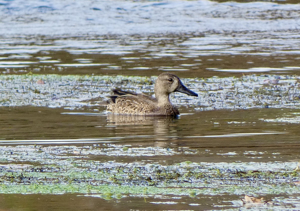 Blue-winged Teal - ML500968231