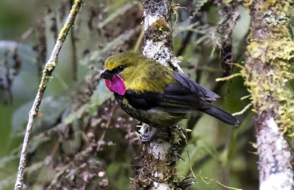 Wattled Ploughbill - Daniel López-Velasco | Ornis Birding Expeditions