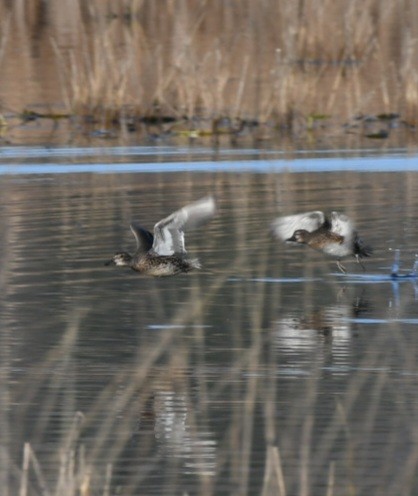 Green-winged Teal - ML500972951