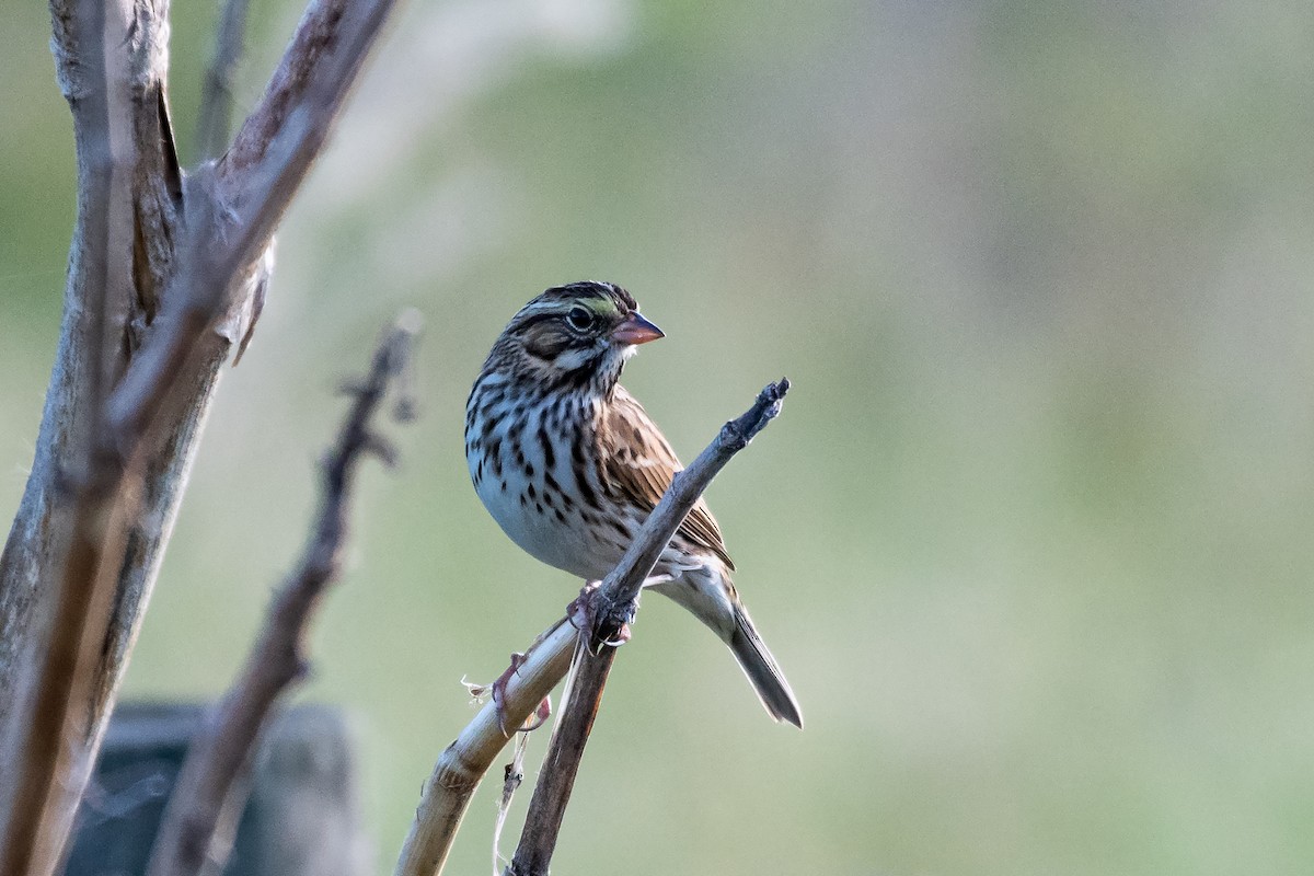 Savannah Sparrow - ML500977521