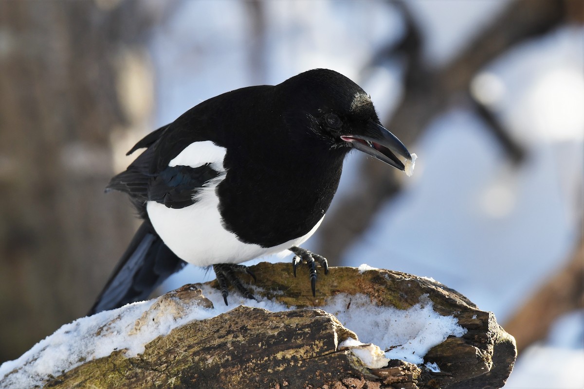 Black-billed Magpie - Timothy Piranian