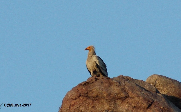 Egyptian Vulture - Surya Prakash