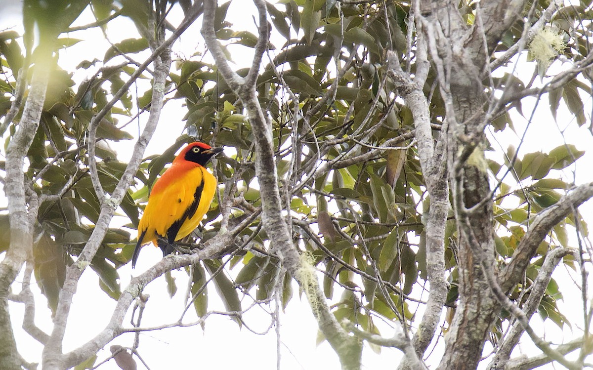 Masked Bowerbird - Daniel López-Velasco | Ornis Birding Expeditions