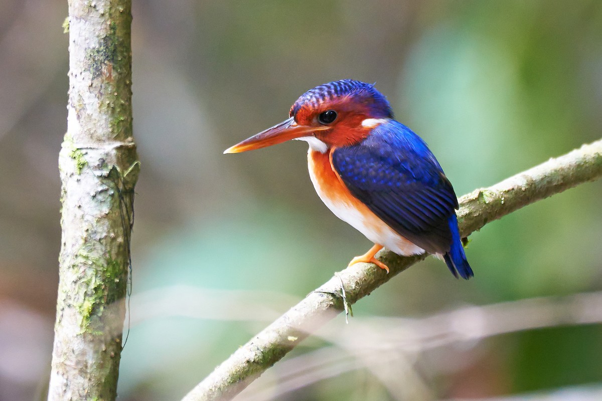 White-bellied Kingfisher - Daniel López-Velasco | Ornis Birding Expeditions