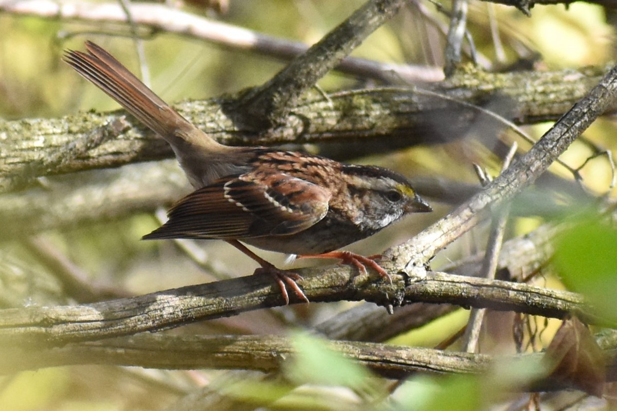 White-throated Sparrow - ML500989471