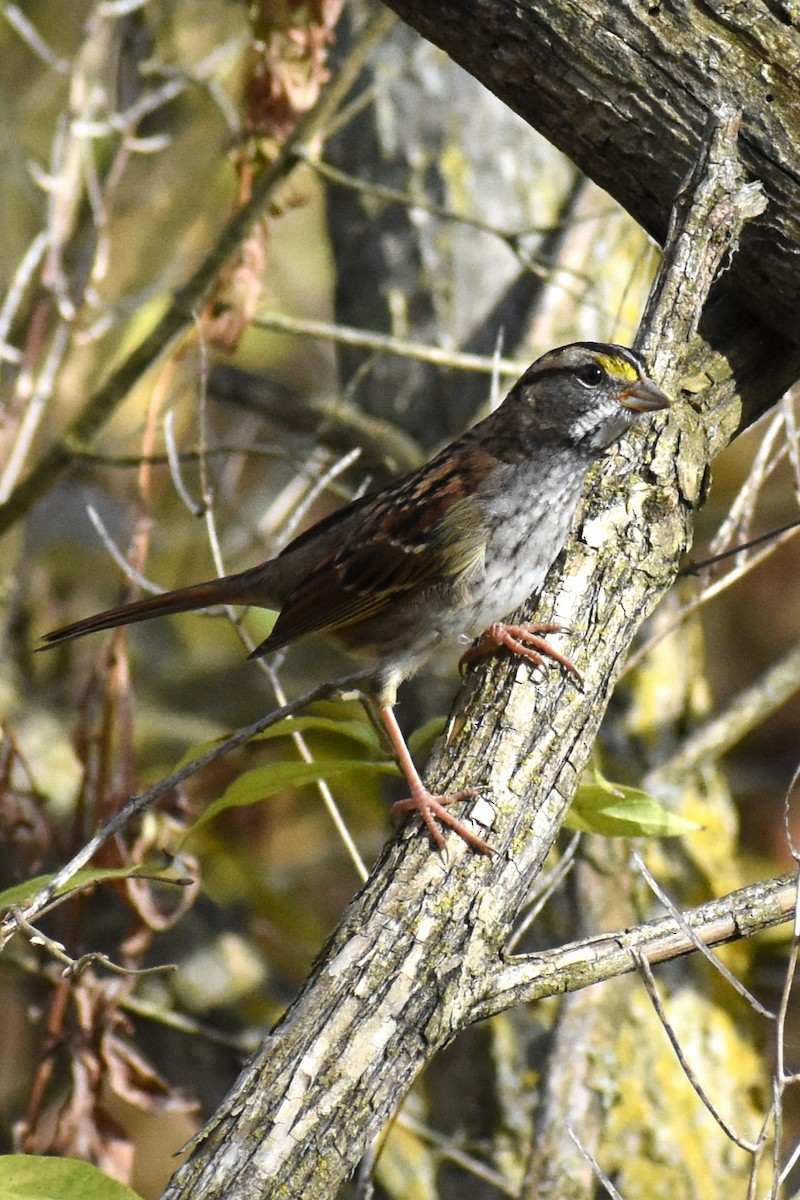 White-throated Sparrow - ML500989481