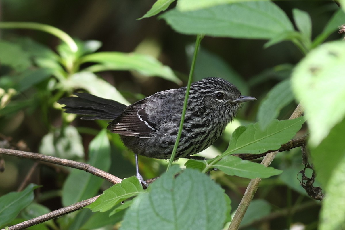 Dusky-tailed Antbird - ML500992751