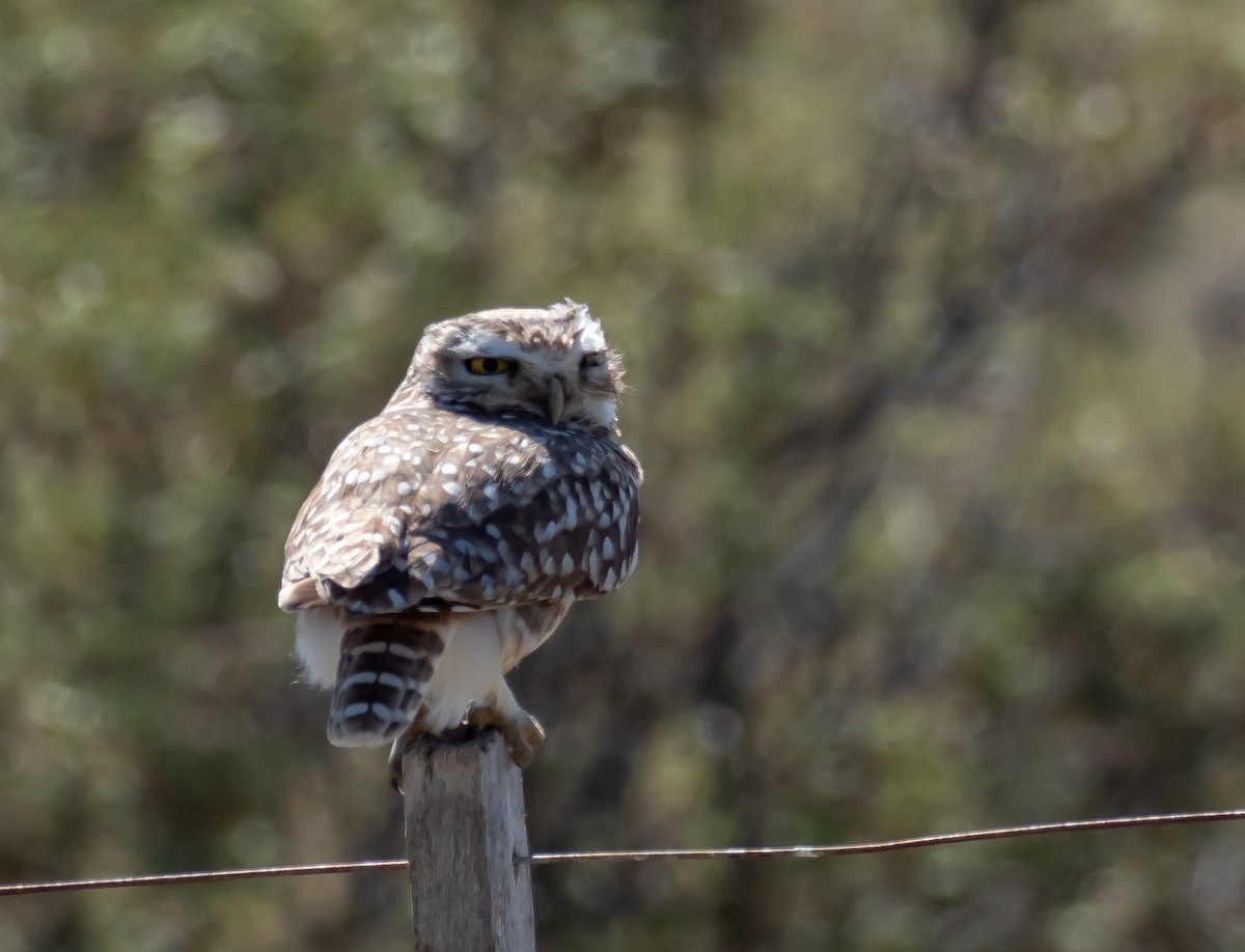 Burrowing Owl - ML500996191
