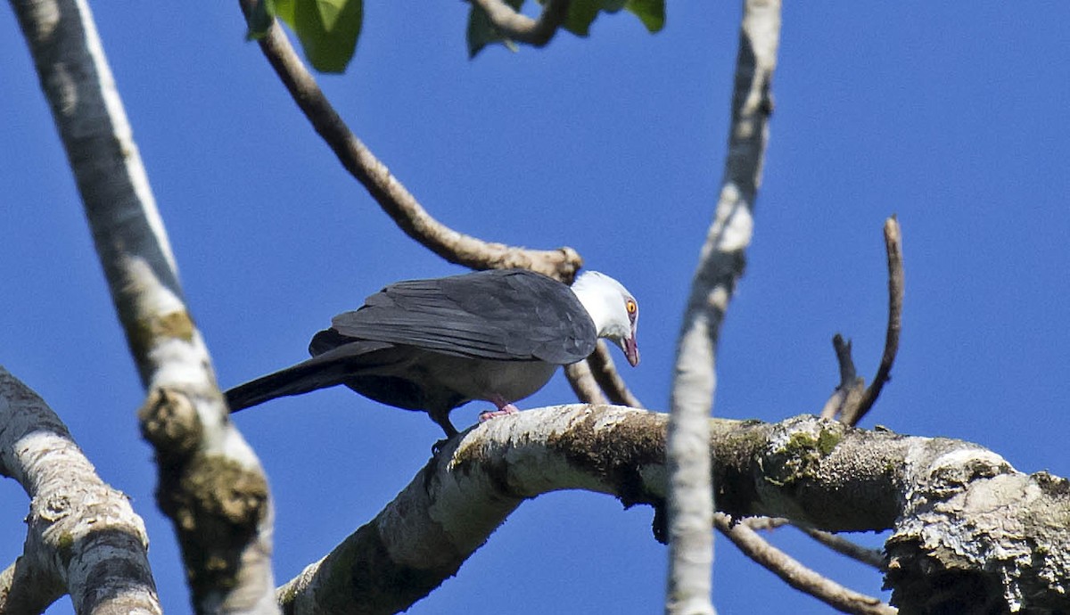 Pied Cuckoo-Dove - Daniel López-Velasco | Ornis Birding Expeditions