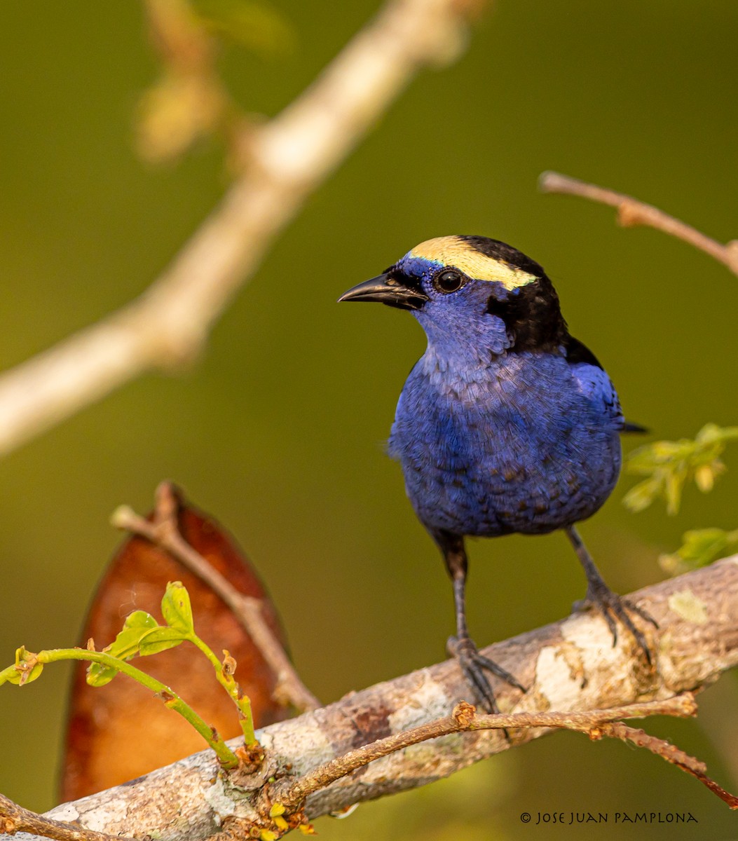 Opal-crowned Tanager - ML500998951