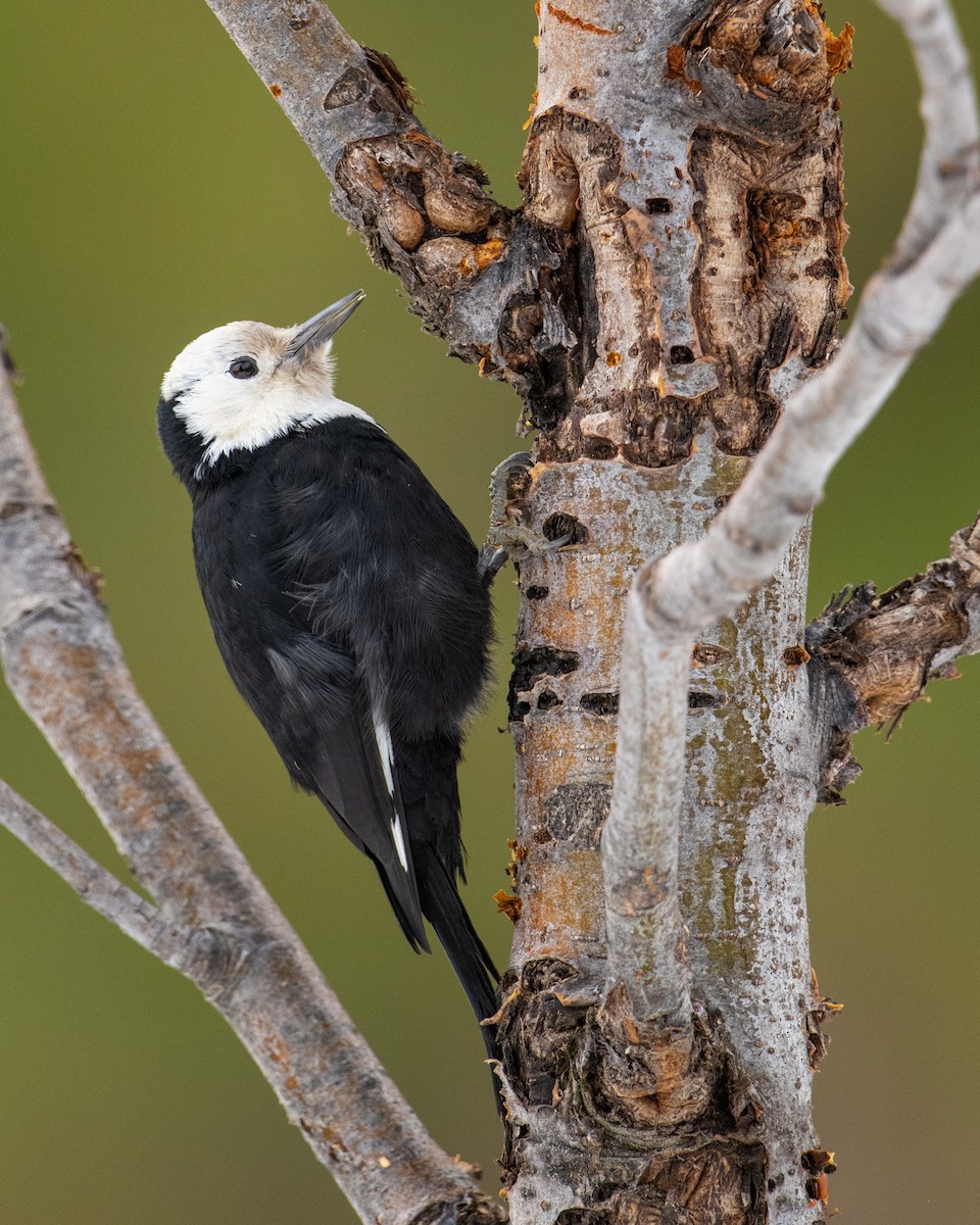 White-headed Woodpecker - ML501001391