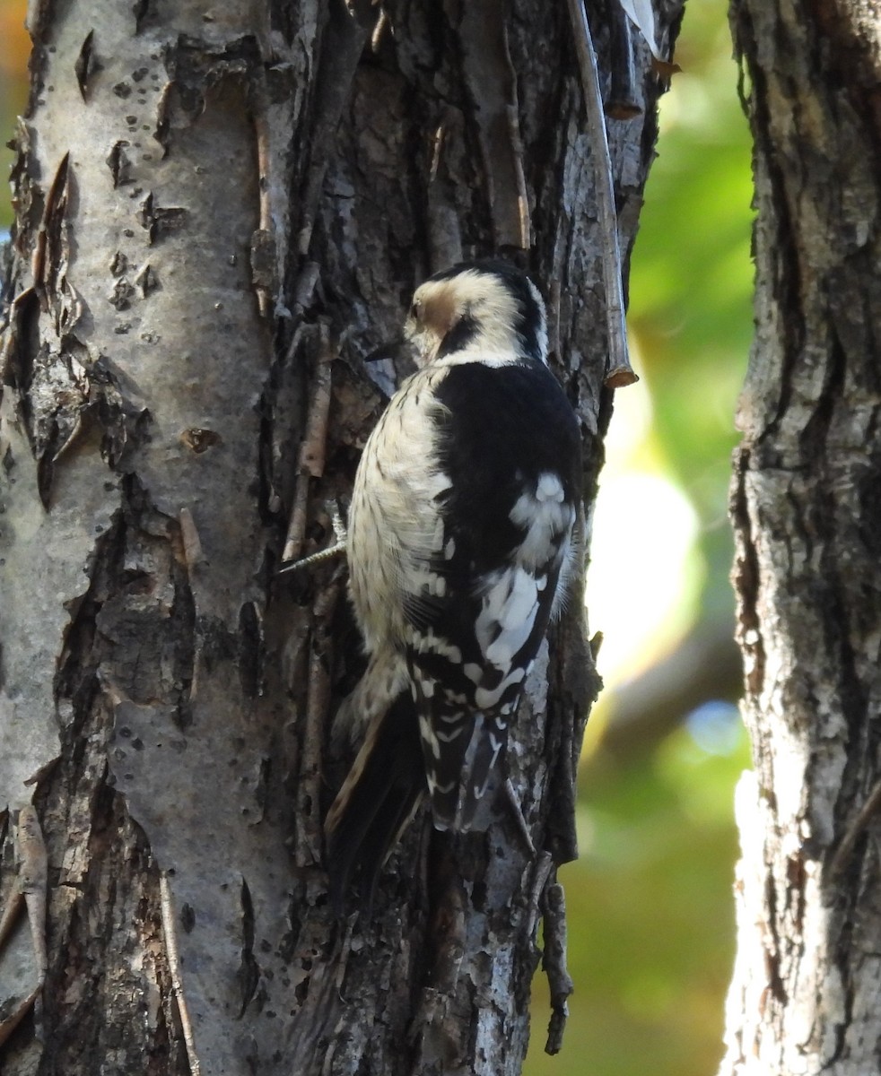 Gray-capped Pygmy Woodpecker - ML501010801