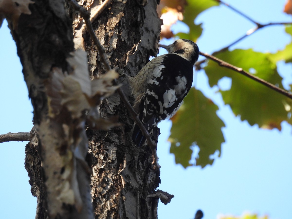 Gray-capped Pygmy Woodpecker - ML501010961