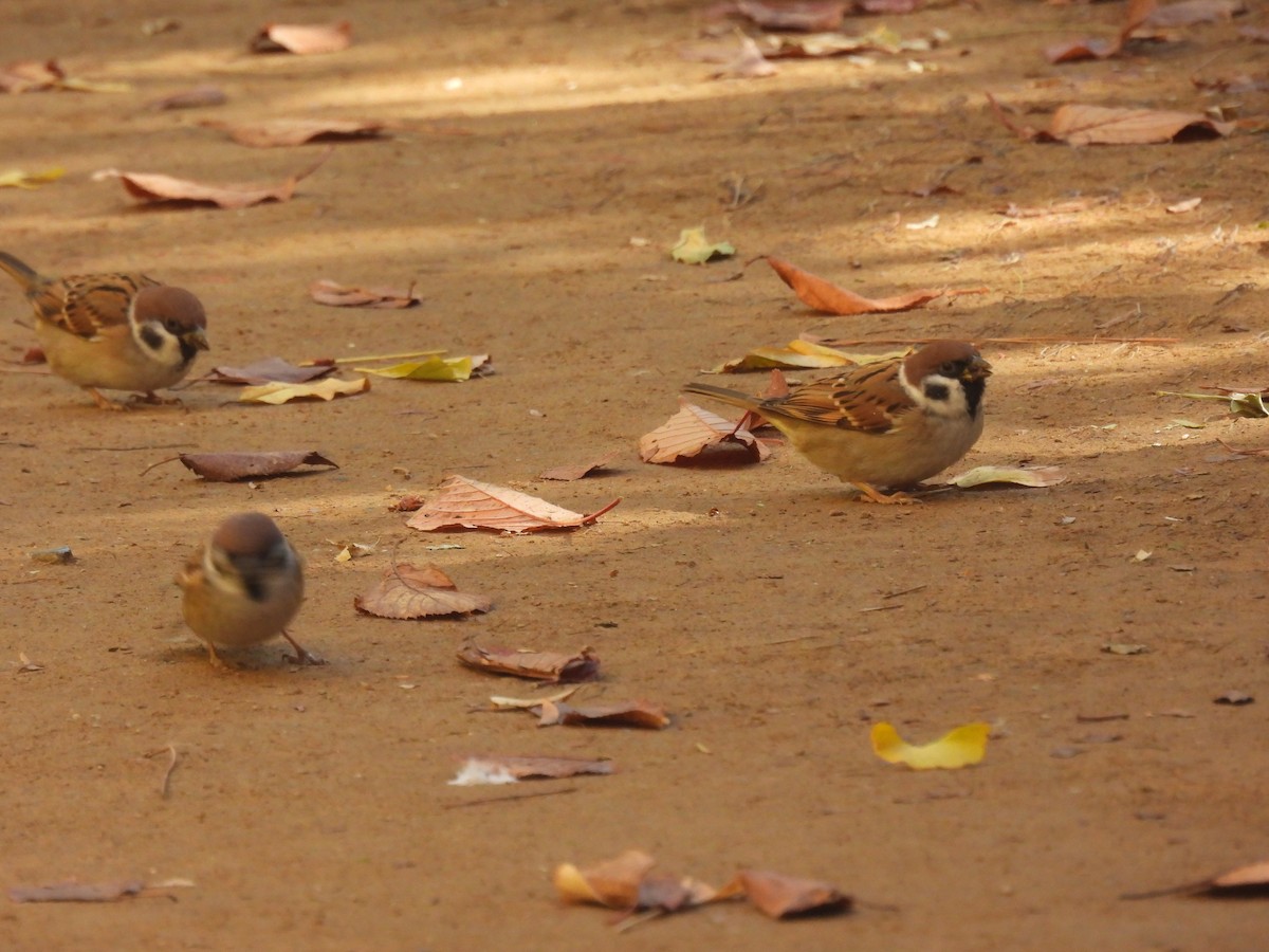 Eurasian Tree Sparrow - ML501011501