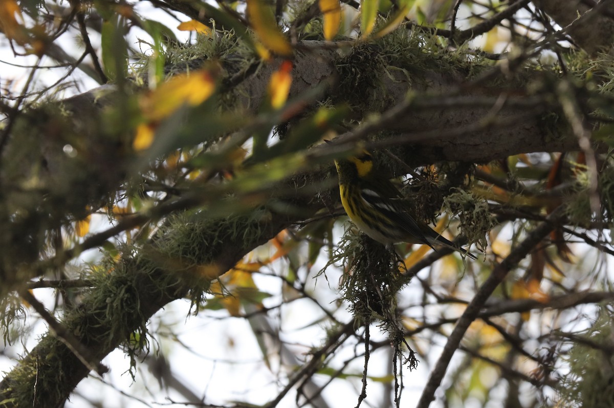 eBird Checklist 31 Oct 2022 Morro Bay SPCampground 9 species