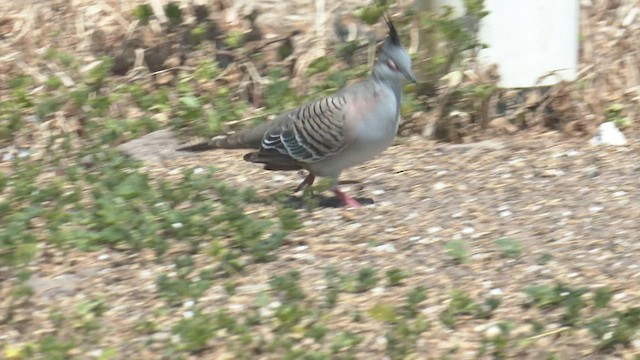 Crested Pigeon - ML501018051