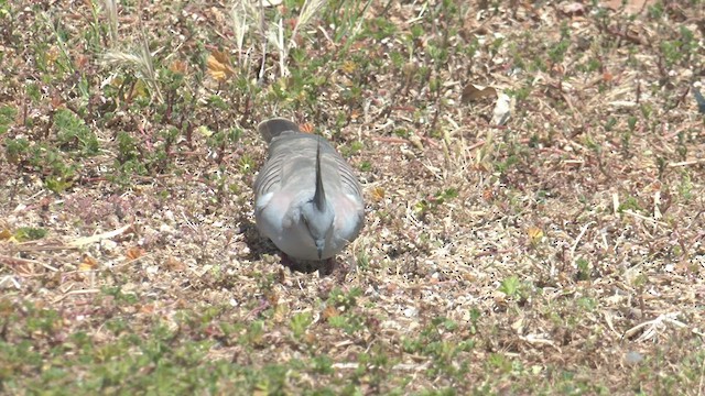 Crested Pigeon - ML501018071