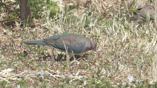 Laughing Dove - ML501018401