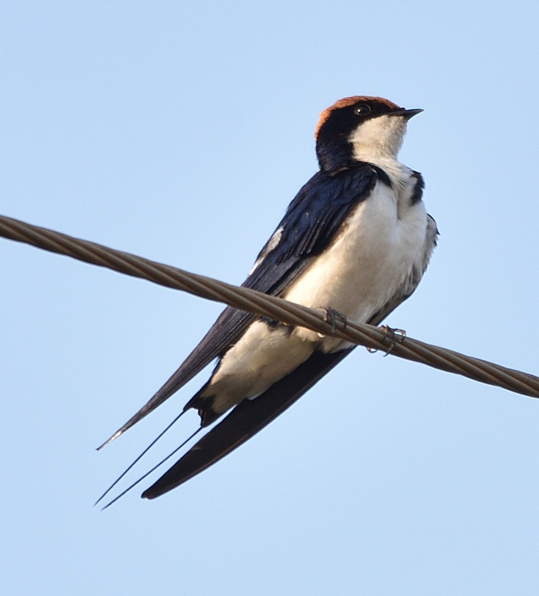 Wire-tailed Swallow - ML501029271