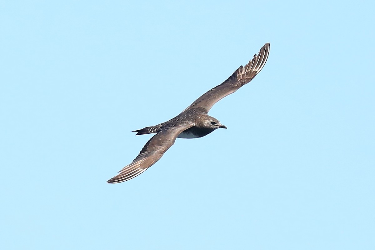Long-tailed Jaeger - ML501029301