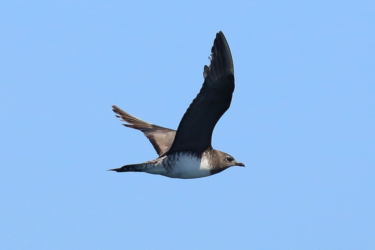 Long-tailed Jaeger - ML501029311