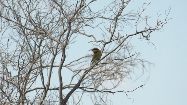 Rainbow Bee-eater - ML501029831