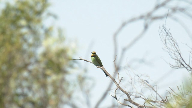 Rainbow Bee-eater - ML501029871