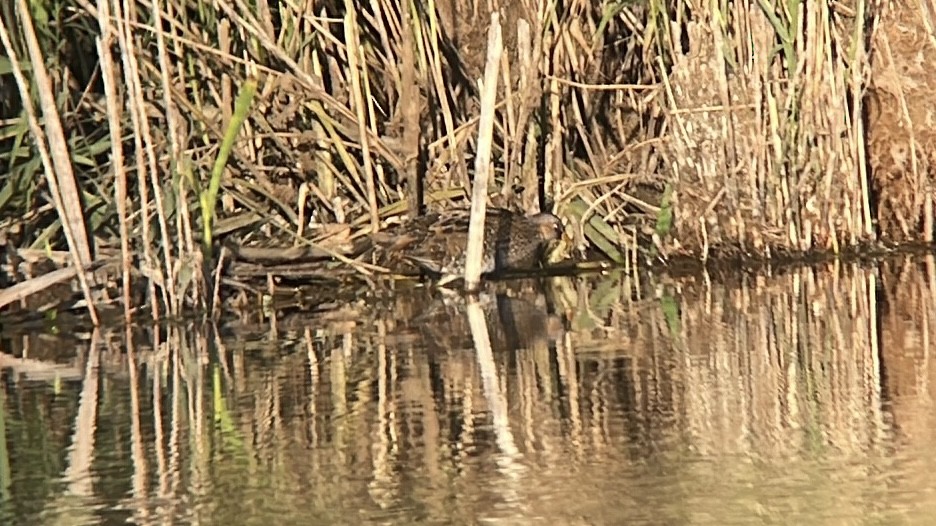 Spotted Crake - ML501031401
